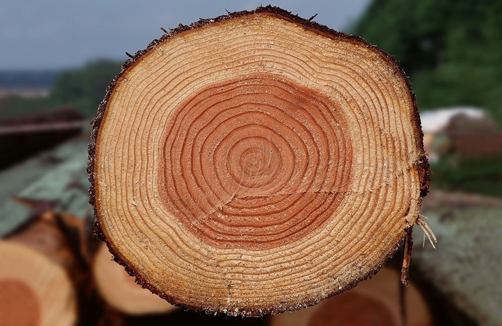 Строение сосны древесина луб