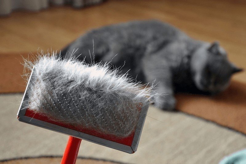 Чем вычёсывать шерсть у кошек