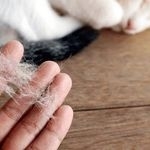 Как избавиться от шерсти кошки в квартире