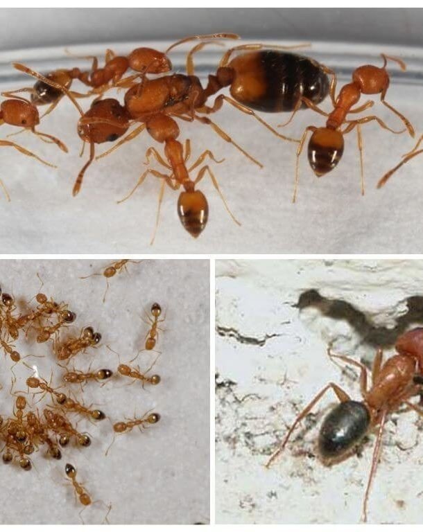 Бывают домашние муравьи