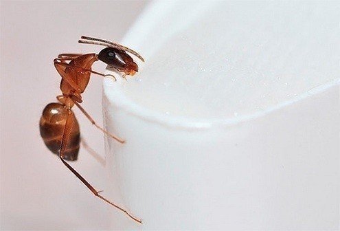 Бывают домашние муравьи