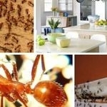 Как избавиться от муравьев в квартире и частном доме