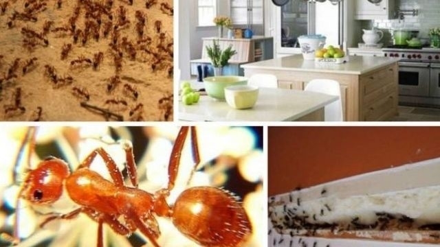 Как избавиться от муравьев в квартире и частном доме
