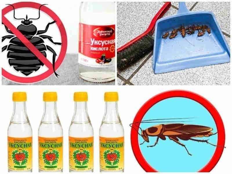 Эффективное средство от тараканов