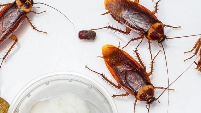 Обзор самых быстрых и эффективных способов борьбы с тараканами: инструкция как избавиться в домашних условиях, действенные препараты, народные средства
