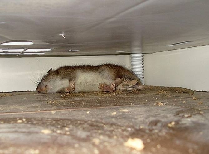 Крысы в подвале