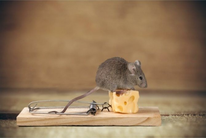 Мышь ест сыр в мышеловке