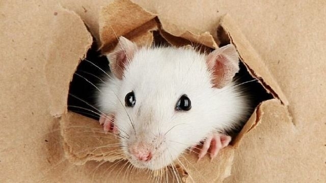 Мыши в потолке: что делать и как избавиться? Лучшие способы