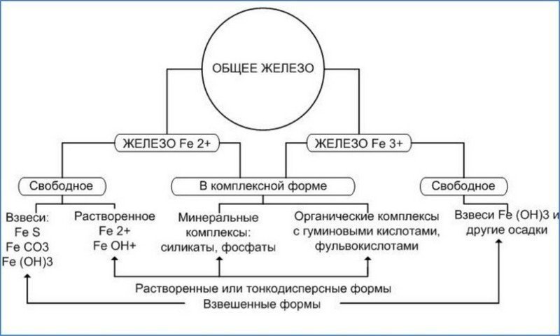 Схема обмена железа в организме биохимия