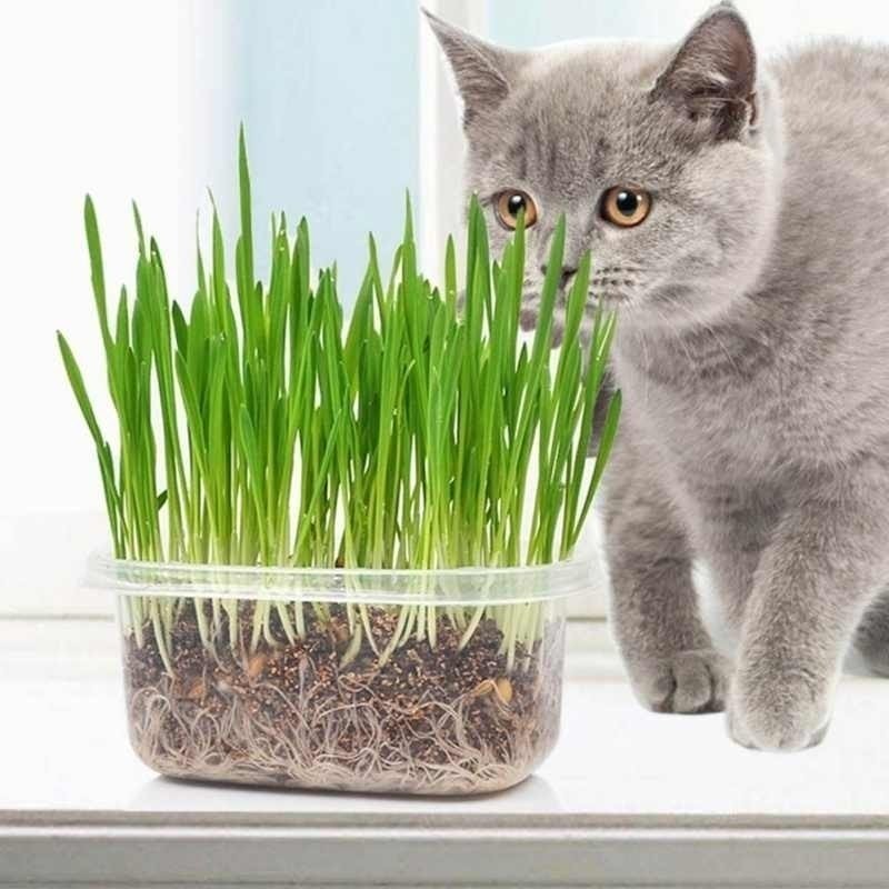 Бизнес идея проращивание травы для животных