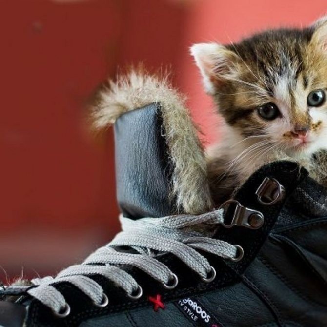 Котята в ботинках принт