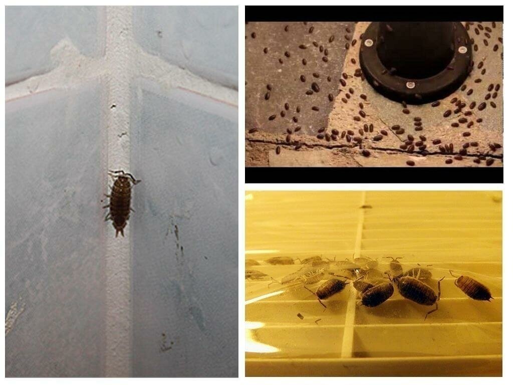 Мокрица насекомое в ванной