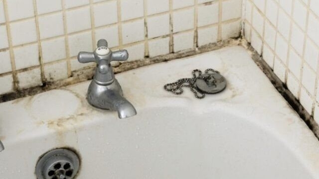Мокрицы в ванной: как избавиться и откуда они появились
