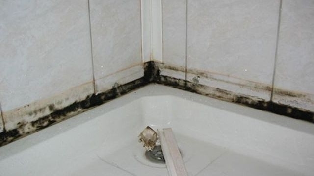 Как очистить швы плитки от плесени в ванной